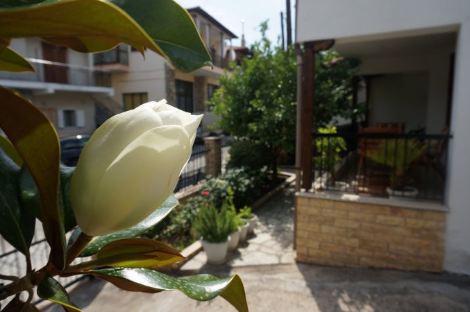 Magnolia — fotoğraf 4